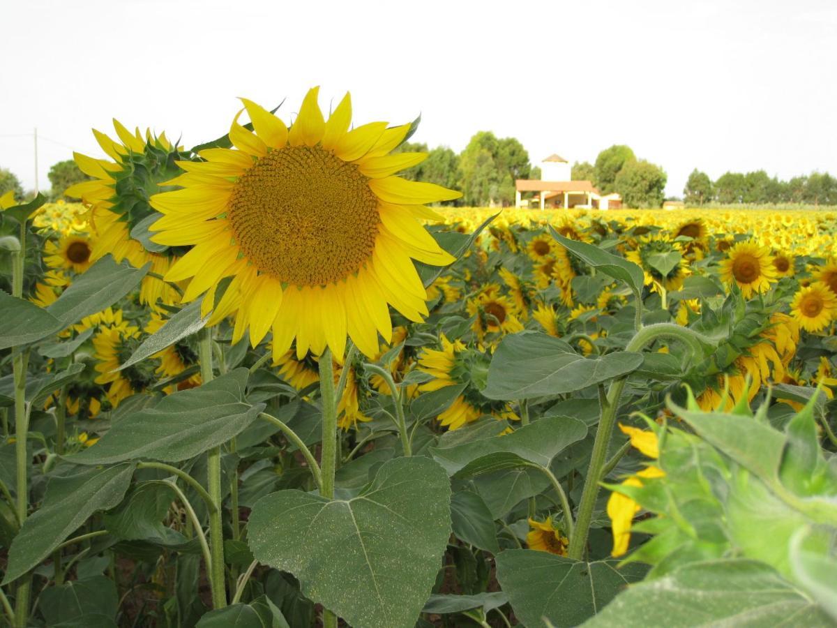 Agriturismo Le Pescine Vada Dış mekan fotoğraf